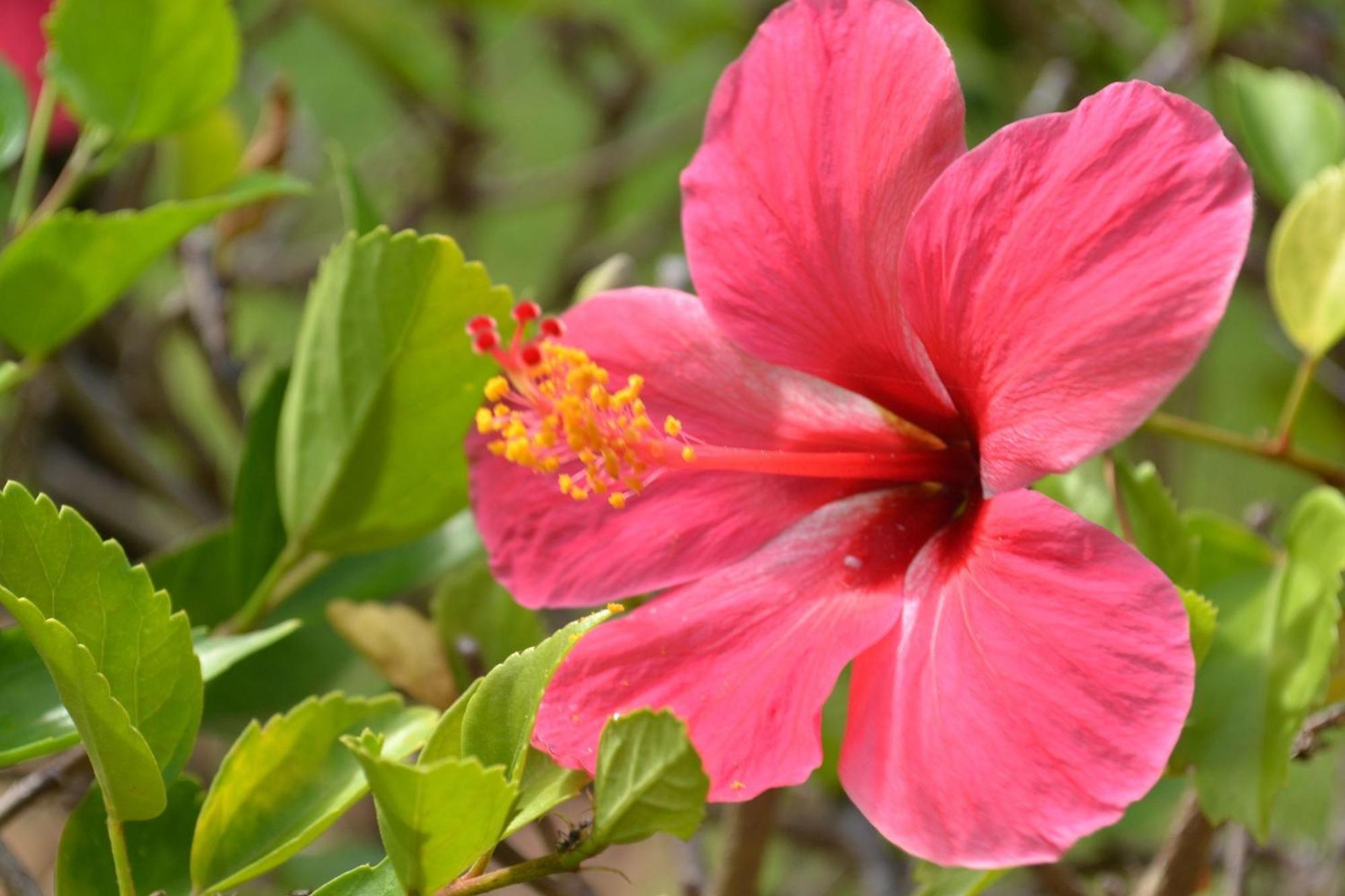 Pipa Beleza Chalé Particular Praia de Pipa Esterno foto
